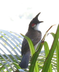 red-whiskered-bulbul