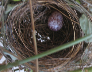 Red whiskered bulbul's nest with egg