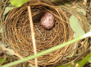 Red whiskered bulbul's nest with egg -- camera flash on.